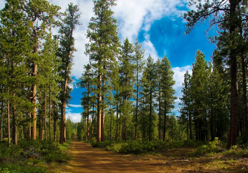 Enhance Cedar Tree Longevity