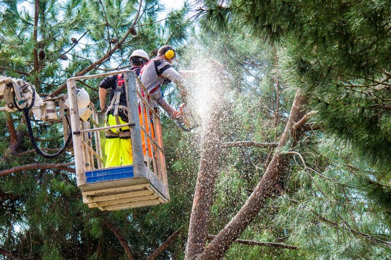Local Cedar Tree Trimming pros at work