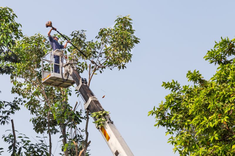 Cedar Tree Trimming