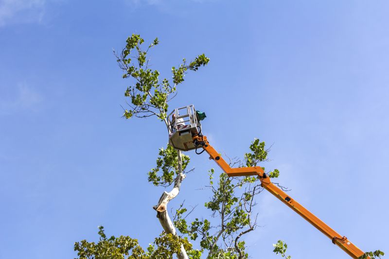 Cedar Tree Trimming