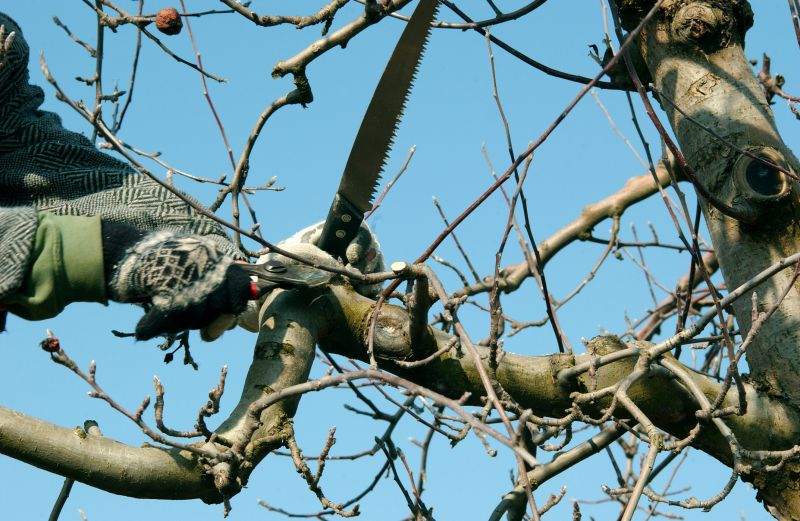 Bradford Pear Tree Pruning in Aiken, SC