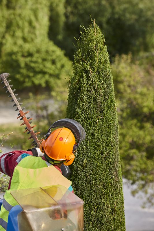Cedar Tree Trimming