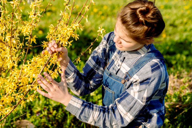 Forsythia Pruning in Rockwall, TX
