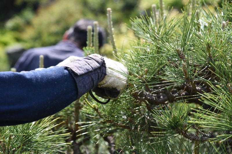 Oak Tree Pruning in Reno, NV