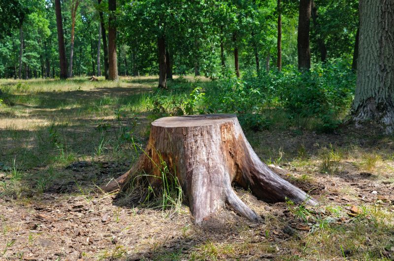 Tree Stump Removal in Waldorf, MD