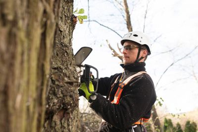 Arborist Climbing