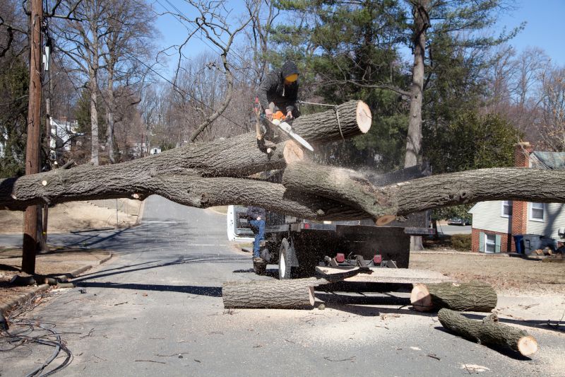 Tree Removal Preparation