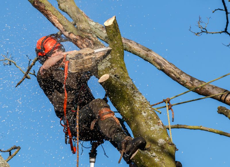 Professional Tree Trimming