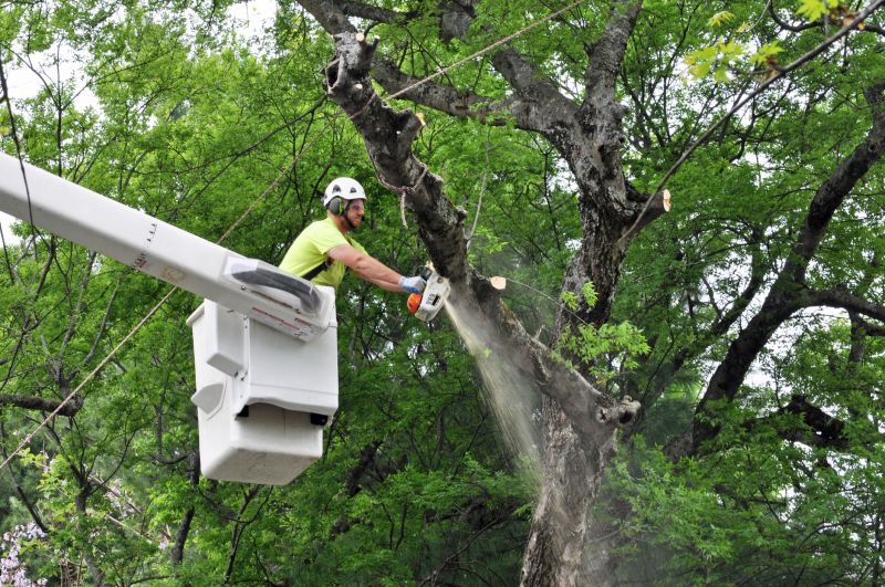 Tree Maintenance Planning